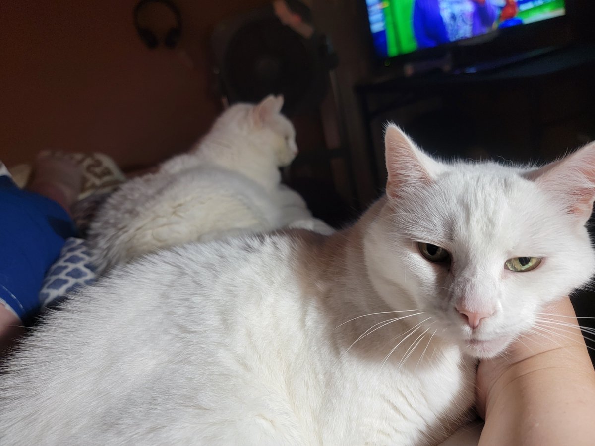 apeykins's tweet photo. Best nurses you could ask for β€οΈ
#cat #seniorcat #whitecat #CosmoKitty #Jackaroo #angelsoneatth https://t.co/qza8lTxR9x