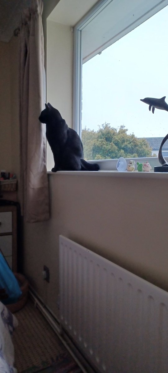 LifeastheGinge1's tweet photo. We're back.....we've been on holiday, apparently @Hedgewatchers on patrol in our deluxe pen. Now confined back in barracks checking out if anything has changed and yearning to go out!!! Except Chole who is settling in for her afternoon nap 😴 https://t.co/CD9f7cldDv