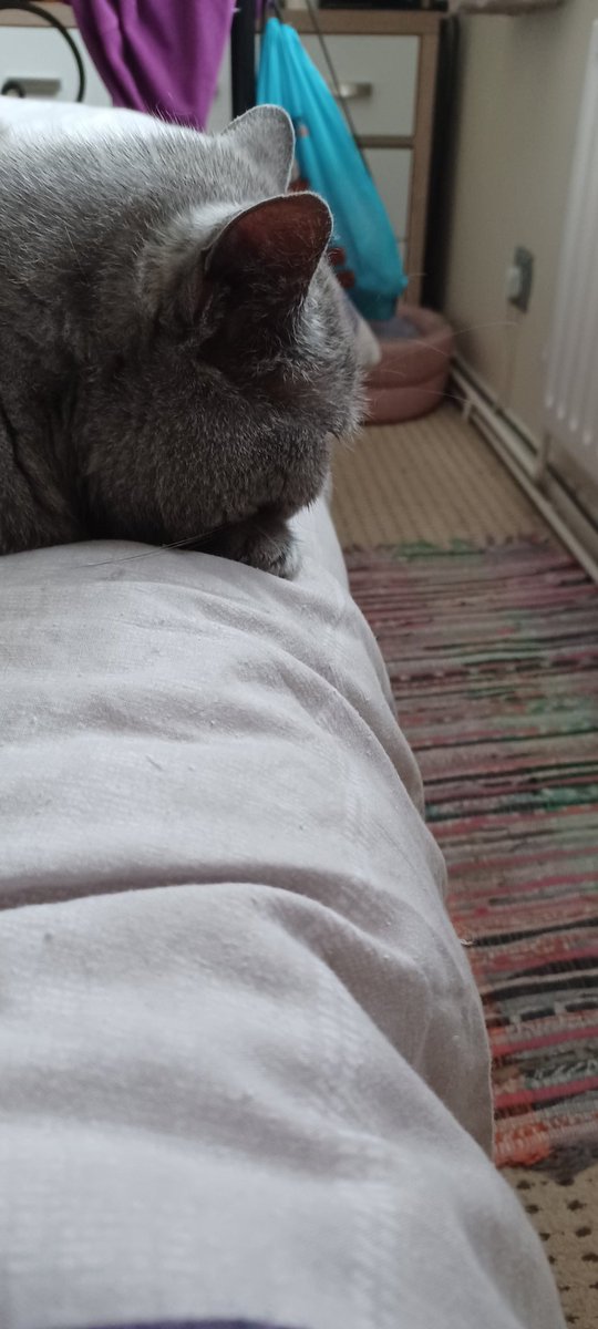 LifeastheGinge1's tweet photo. We're back.....we've been on holiday, apparently @Hedgewatchers on patrol in our deluxe pen. Now confined back in barracks checking out if anything has changed and yearning to go out!!! Except Chole who is settling in for her afternoon nap 😴 https://t.co/CD9f7cldDv