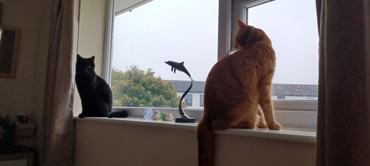 LifeastheGinge1's tweet photo. We're back.....we've been on holiday, apparently @Hedgewatchers on patrol in our deluxe pen. Now confined back in barracks checking out if anything has changed and yearning to go out!!! Except Chole who is settling in for her afternoon nap 😴 https://t.co/CD9f7cldDv