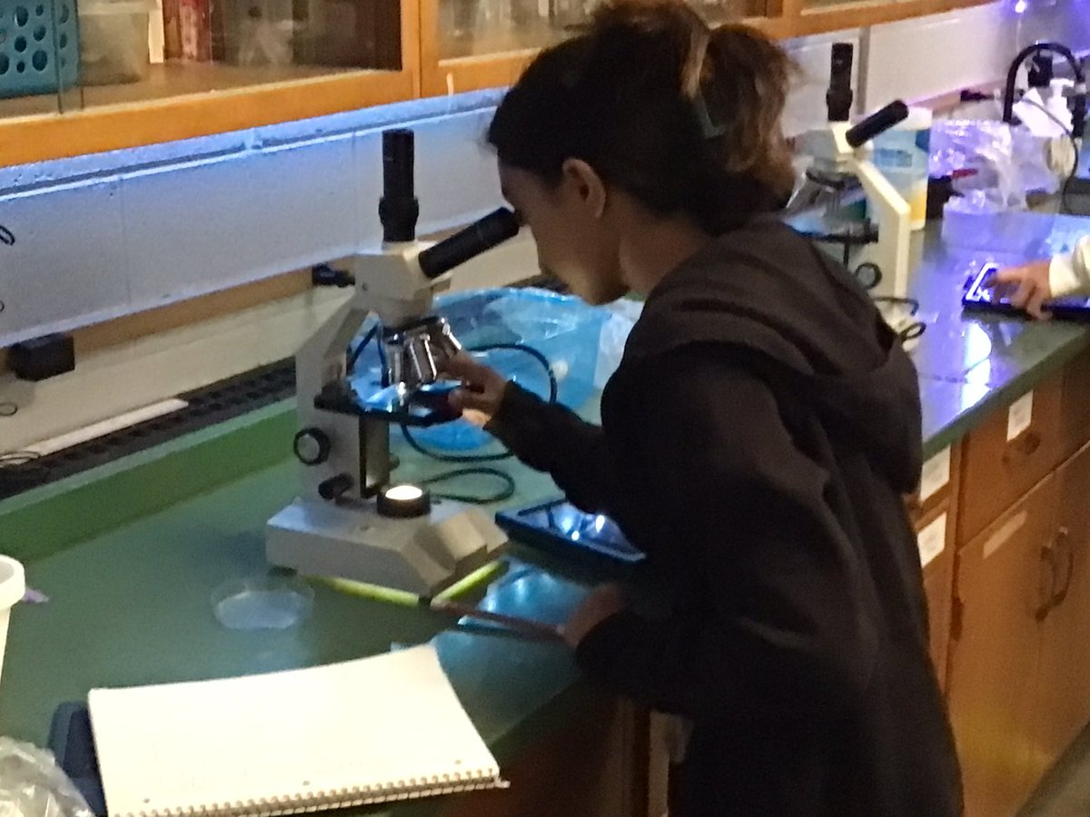 BonnellScience7's tweet photo. Science7 is exploring the relationship between food availability and population size of paramecium.  How many paramecium can we find?!

#sciencerocks @SmithKnights https://t.co/7NHwqvBkTF
