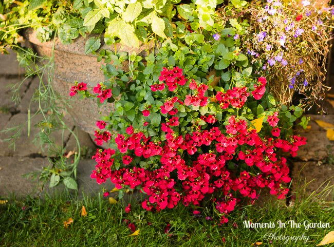 MomentsintheG's tweet photo. Amazing that I still have these container plants blooming. They will be moved to my greenhouse within the next couple of weeks. #geranium #diascia #hangingbasket #containerplants #trailingplant #octobergarden #mimula #momentsinthegardenphotography https://t.co/tVvXZiYFmb