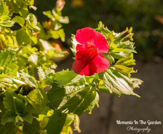 MomentsintheG's tweet photo. Amazing that I still have these container plants blooming. They will be moved to my greenhouse within the next couple of weeks. #geranium #diascia #hangingbasket #containerplants #trailingplant #octobergarden #mimula #momentsinthegardenphotography https://t.co/tVvXZiYFmb