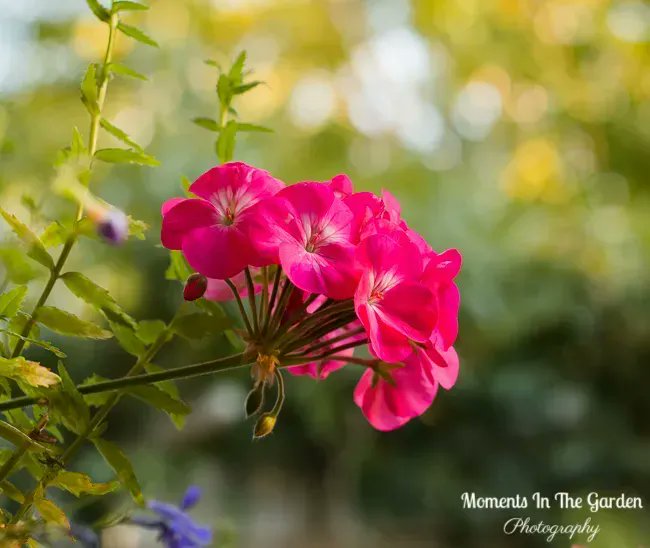 MomentsintheG's tweet photo. Amazing that I still have these container plants blooming. They will be moved to my greenhouse within the next couple of weeks. #geranium #diascia #hangingbasket #containerplants #trailingplant #octobergarden #mimula #momentsinthegardenphotography https://t.co/tVvXZiYFmb