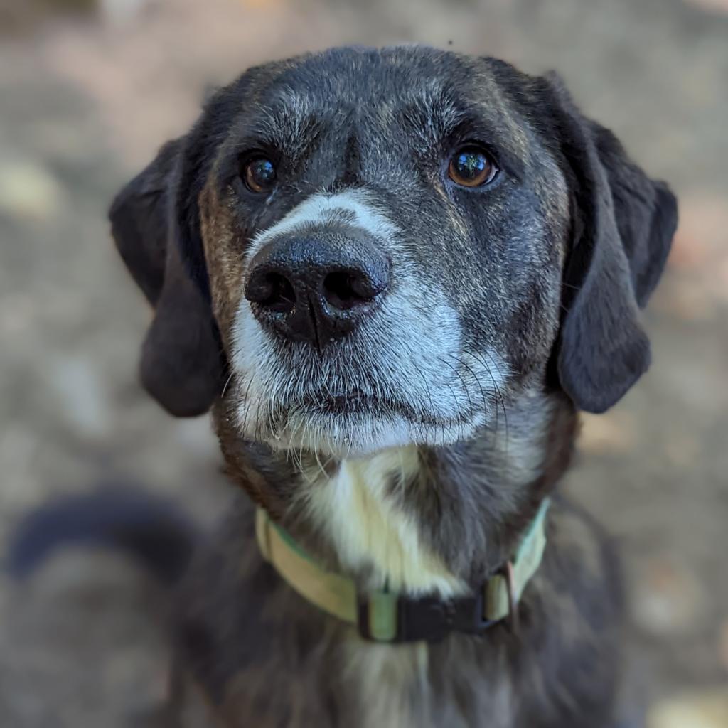 Charlottesville SPCA (CASPCA) / Twitter