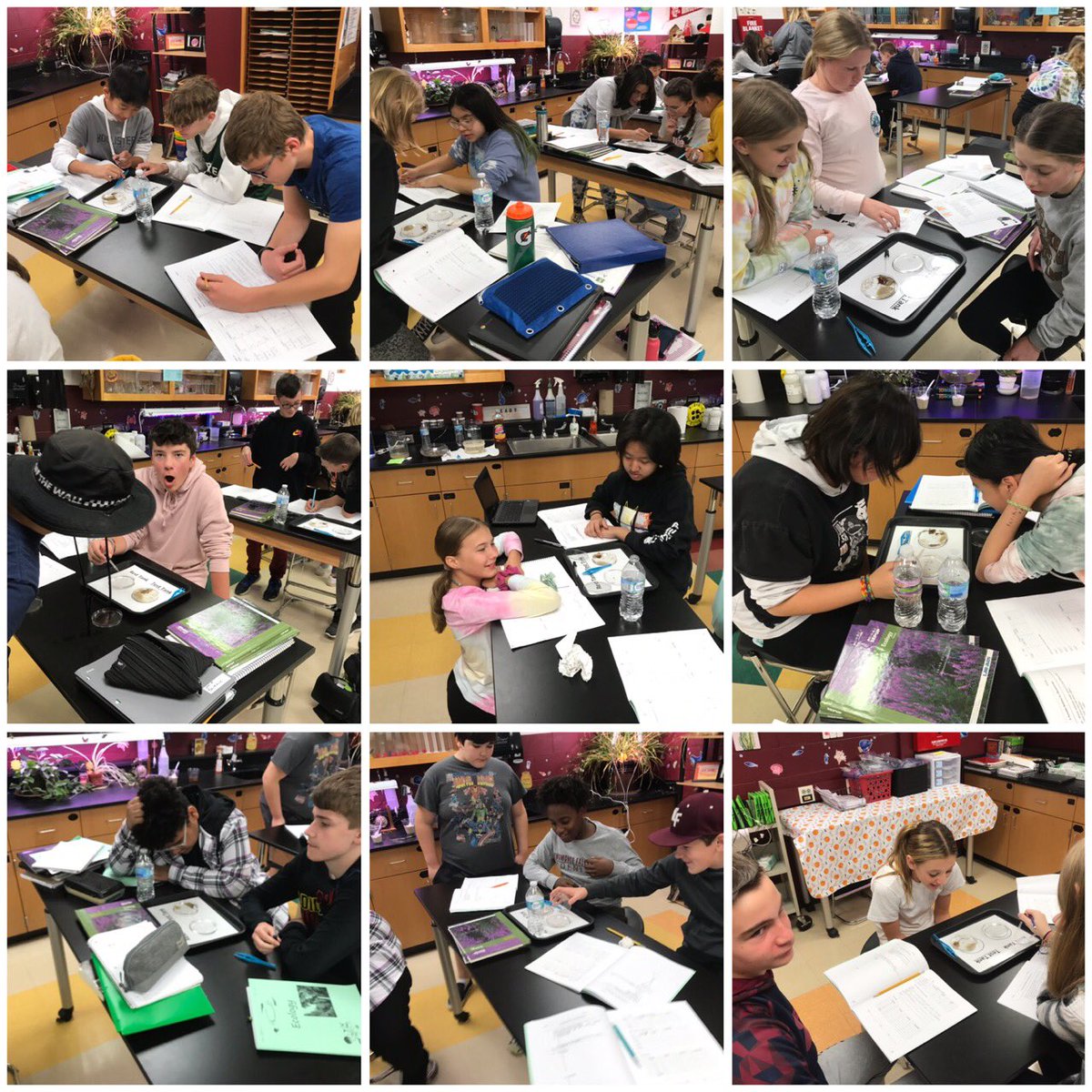 poetzelsci's tweet photo. Discovering habitat choices for black worms. #ecology #fallspride https://t.co/uGQGggNQtZ