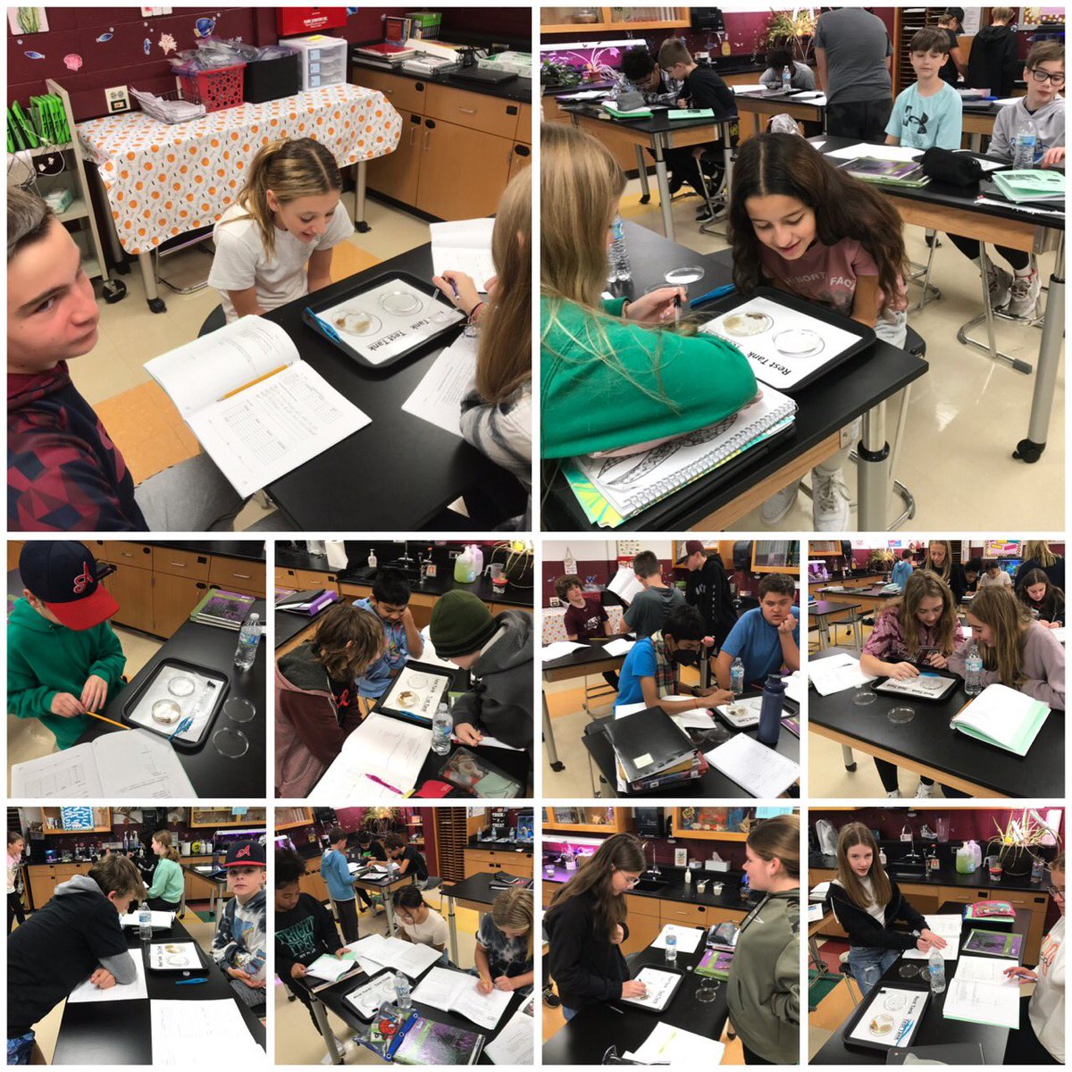 poetzelsci's tweet photo. Discovering habitat choices for black worms. #ecology #fallspride https://t.co/uGQGggNQtZ