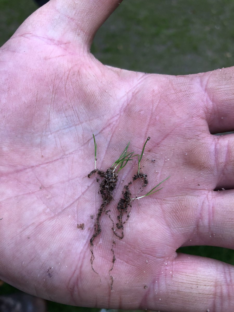 stuDLFSeeds's tweet photo. Welcome to the world. @QualitySeed Agrostis Capillaris Bent varieties. New root zone construction seeded 10 days ago. Quality start to a new green 👍🎉 #arrowtown #manor #cleek https://t.co/J3kZkO5SDY