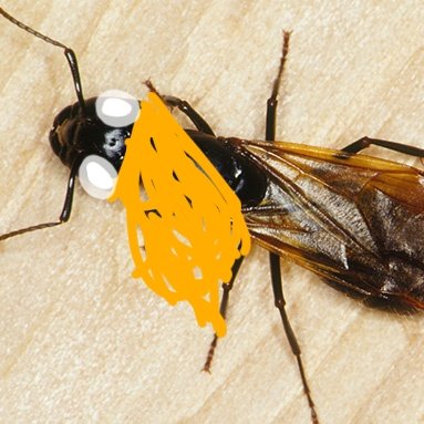 An ant killed me and everything was dark but I woke up and now I think I'm a God something