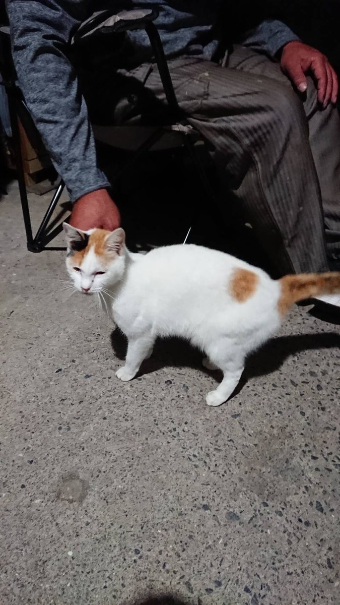 KAI85621233's tweet photo. 大分県臼杵市で迷い猫保護しました！
拡散お願いします！
迷いネコ
迷子猫
迷子ネコ https://t.co/vGO8bVWtw0