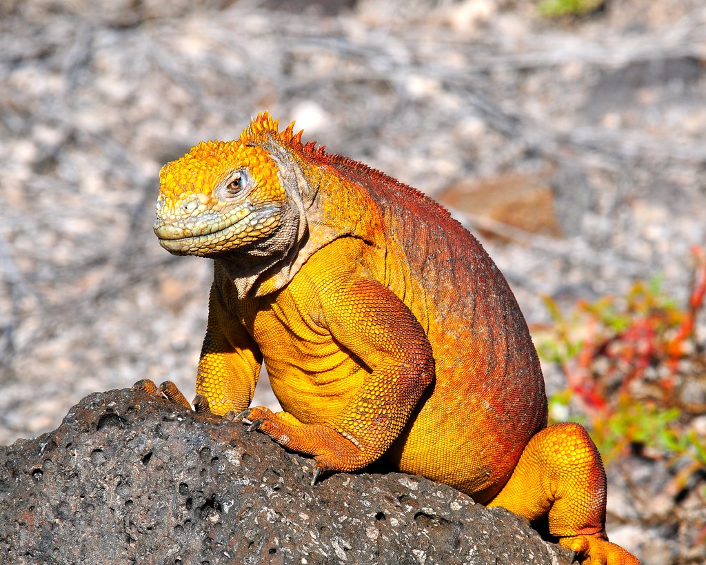 Galápagos land iguanas reach 1.5 metres in length & can live to 55 years. They eat cacti & have a mutual relationship with finches, that are often found on their backs & eat ticks. (Photos antonsr)