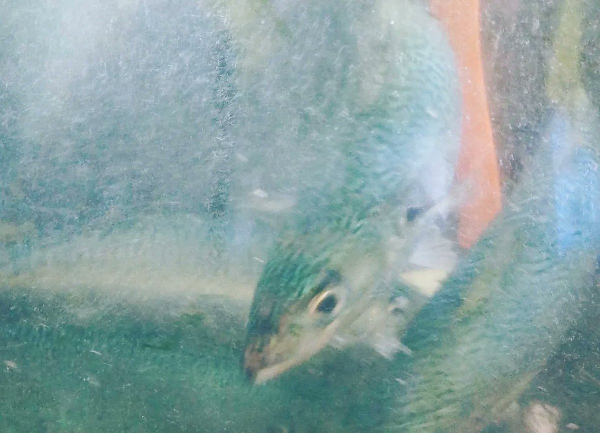 ／
お待たせしましたー🐟
唐津Ｑサバ今シーズン初出荷!!📢
＼

様々な不調を乗り越え
やっと、やっと今日の日を迎えることができました😣
数量限定での出荷開始となりましたが、関係者一丸となって頑張って参りますので、皆様今シーズンも温かいご支援どうぞよろしくお願いいたします🙏

#唐津Ｑサバ