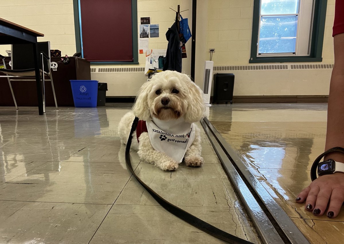 Sporting her “official” bandanna wear….Miss Penney at Horizon Academy!  She was so happy to see her friends again..and Charlie, Santa Paws is watching 🎅🏻🐾💕 <a href="/HorizonAcademy8/">Horizon Academy</a> <a href="/NLESDCA/">NLESD</a> <a href="/SJA_NL/">St John Ambulance NL</a> #therapydog #maltipoo #community #volunteer