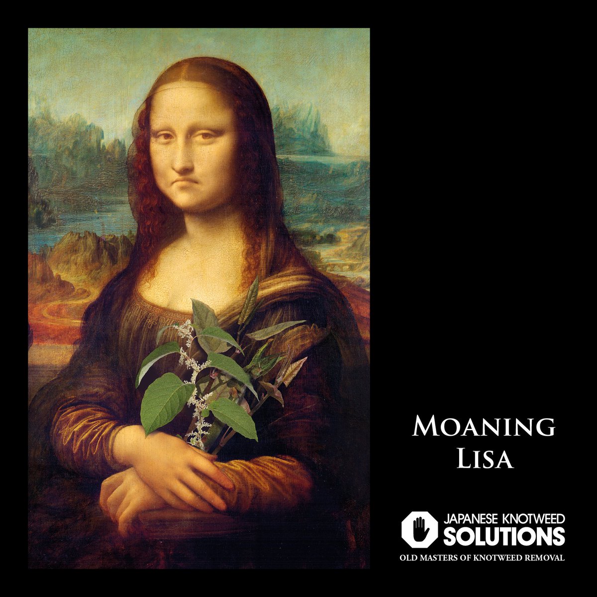 JKSLtd's tweet image. The Moaning Lisa by Leonardo da Vinci, has been described as “The best known, the most visited, the most written about and most sung about Knotweed masterpieces in the world”. The painting depicts... 1/2 #moaninglisa #japaneseknotweed #JKSL #oldmastersofknotweed