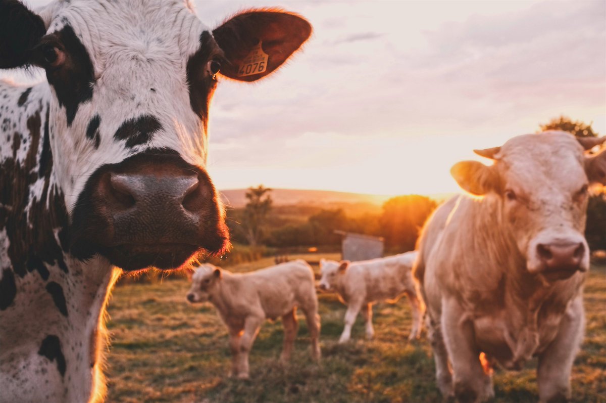 PMEdurable02's tweet photo. Les Producteurs de lait du Québec @ProdLaitQc ont annoncé publiquement leur objectif de carboneutralité d'ici 2050. 
Découvrez sur quels axes l'organisation propose à ses membres d'agir concrètement. 
➡️ https://t.co/2bA5sJ4FsL https://t.co/fNvwCBihI9