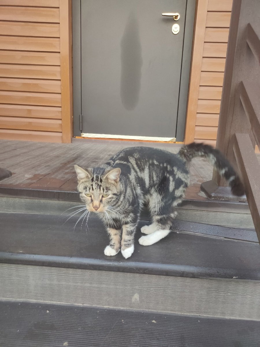 Санкт-Петербург🆘🐈‍⬛
Бросили на даче...летом завели котёнка, осенью уехали в город без него💔
Мальчик
Найдитесь добрые ручки!!! Он очень хочет домой. ☎+7--931-238-18-82
