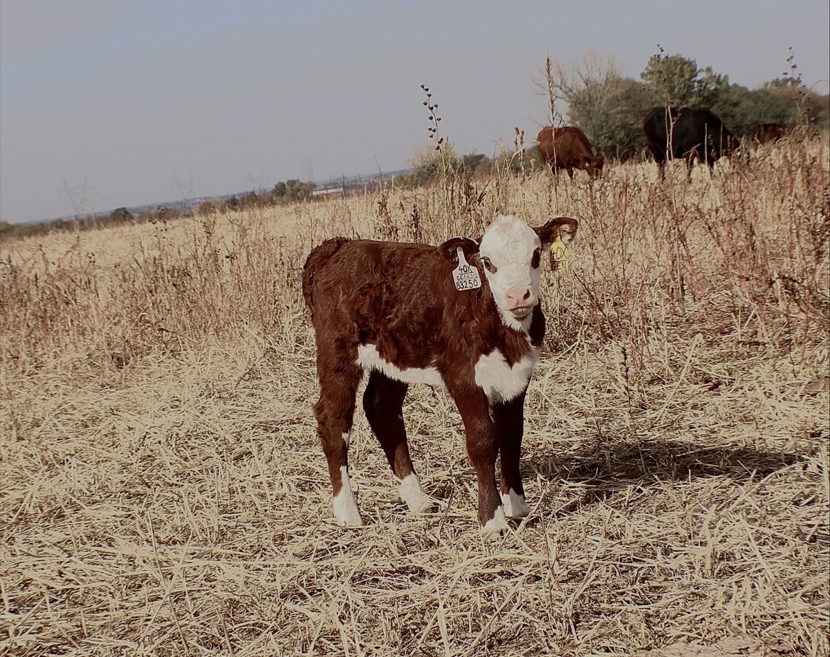 We are really excited about this 40X x Genesis Hfr Calf!