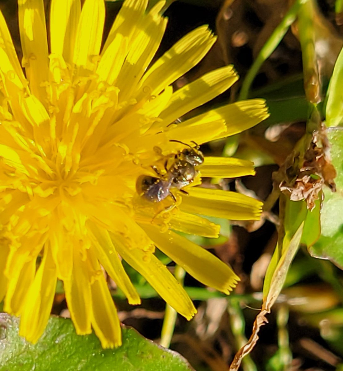 Still plenty to bee seen <a href="/KenAqGardens/">Friends of Kenilworth Aquatic Gardens</a> for the 6th annual Bioblitz this weekend, today through Sunday <a href="/anacostiaws/">Anacostia Watershed Society</a>