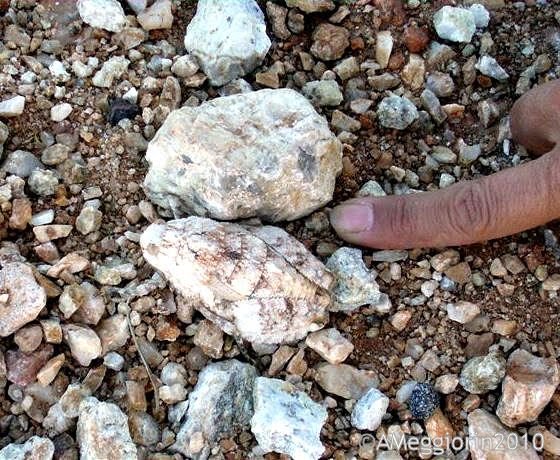 Weird_AnimaIs's tweet photo. This South African grasshopper (Trachypetrella sp.) is camouflaged to look like a piece of quartz.
(Photos Andrea Meggiorin) https://t.co/1lQAKNTu2g