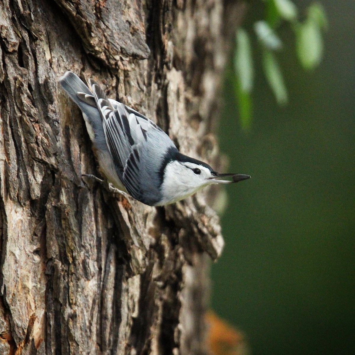 A white-breasted nuthatch is preparing to feast on a sunflower seed...
#whitebreastednuthatches #nuthatch #nuthatches #birds #whitebreastednuthatch #birdworld #birdloversclub #birdlovers #birdfeeding #birdwatchersdaily #birdwatcher