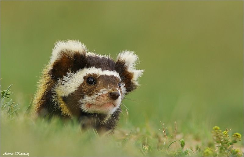 The marbled polecat can be found in parts of Europe & Asia and emits a strong odour when threatened. (Photo Ahmet Karatash)