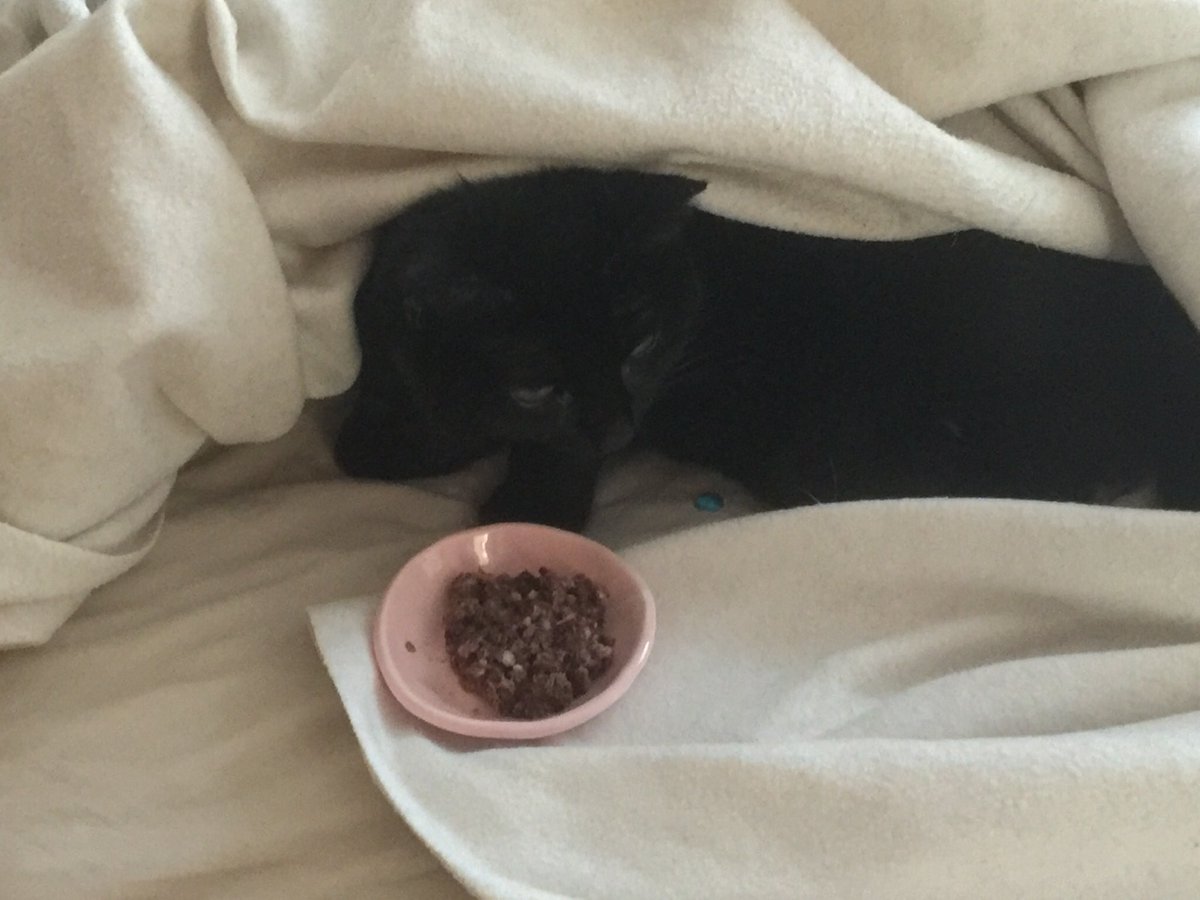 louvroil's tweet photo. Musette. 14 ans de vie avec son « humaine » comme vous dites les chatons. Elle vient de rejoindre le paradis des chats. Merci de l’accueillir elle était tout ce qu’il y a de meilleur. Joëlle https://t.co/adYb7zdTWE