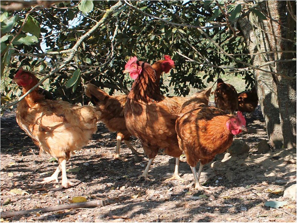 EquipeCEB's tweet photo. We have recently published a paper with several partners from the @PPILOWH2020 project on the welfare issues and potential solutions for laying hens 🐔🥚 in free range and organic production systems. Please feel free to read it here: https://t.co/0MD9zrGue1 https://t.co/7VXyOD6Nwl