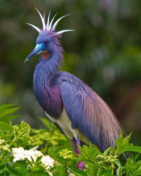 The tricoloured heron.

(Photo Jackie Kramer)
