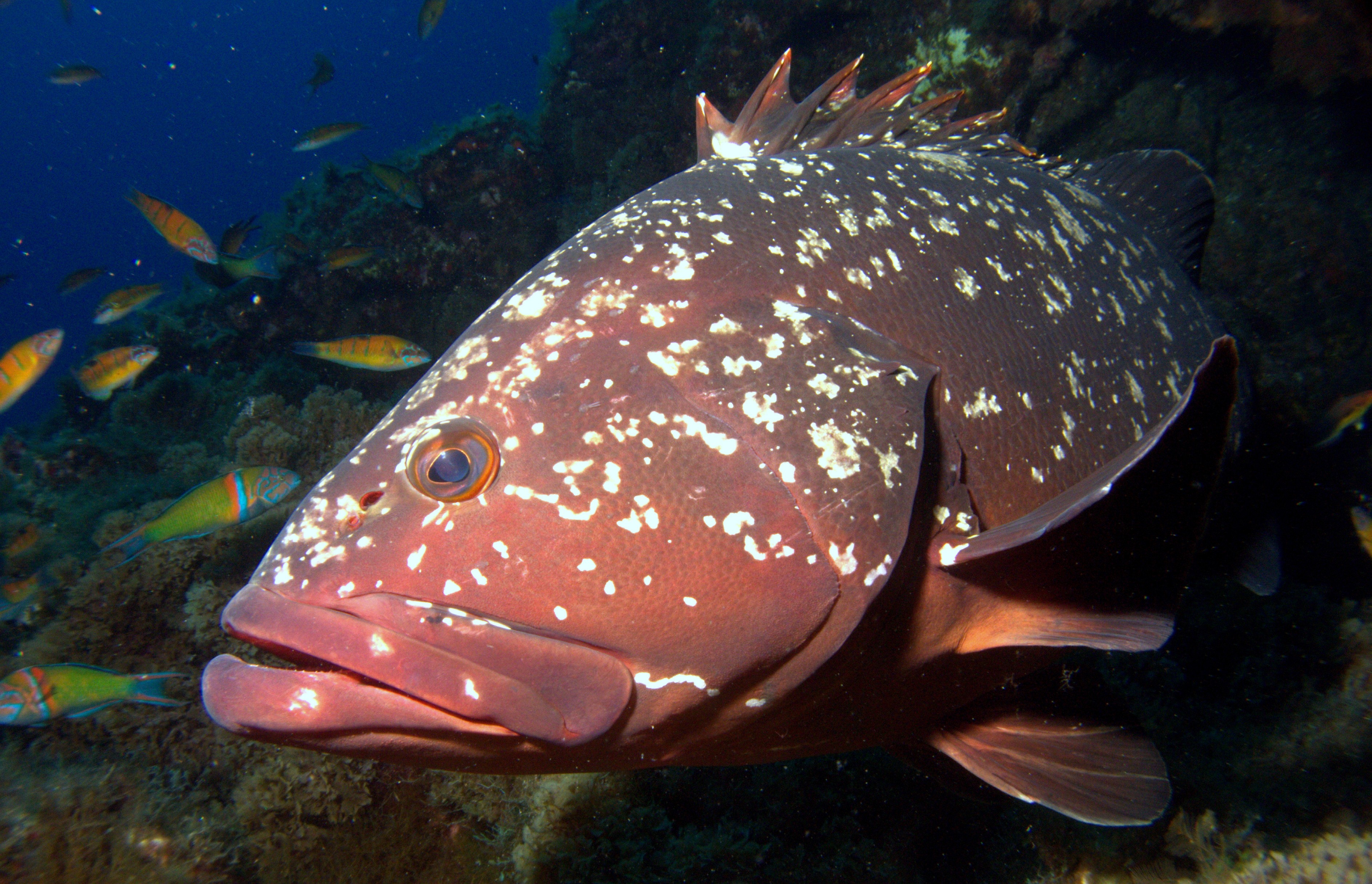 Epinephelus marginatus