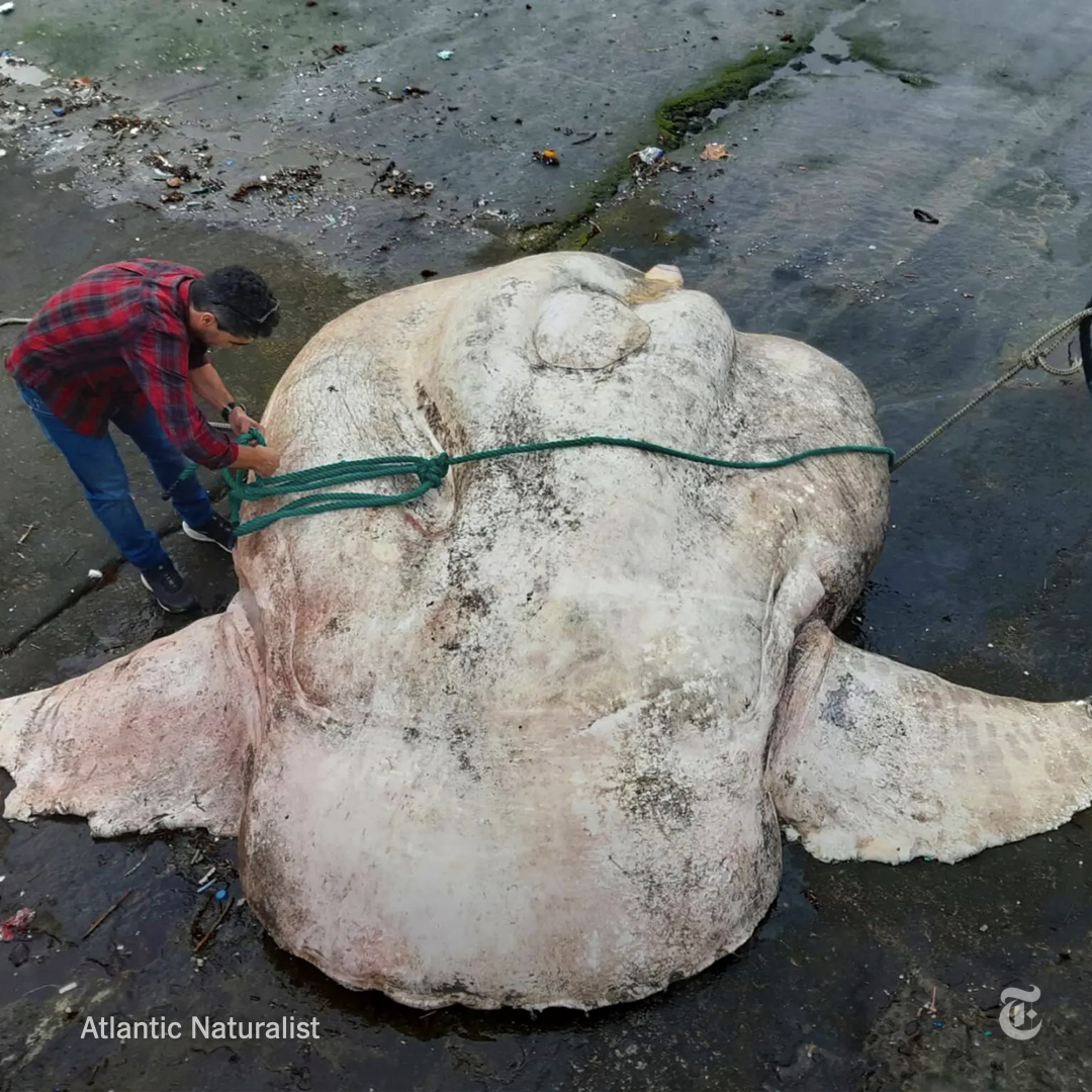 A sunfish found near the Azores may be the biggest bony fish anyone has ever seen, stretching 10 feet in length and weighing over 6,000 pounds. Scientists say it’s a sign that the sea’s largest creatures can live if we let them. nyti.ms/3TgeDPi