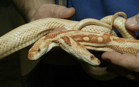 'We', the two-headed albino rat snake. (Photo James A. Finley)