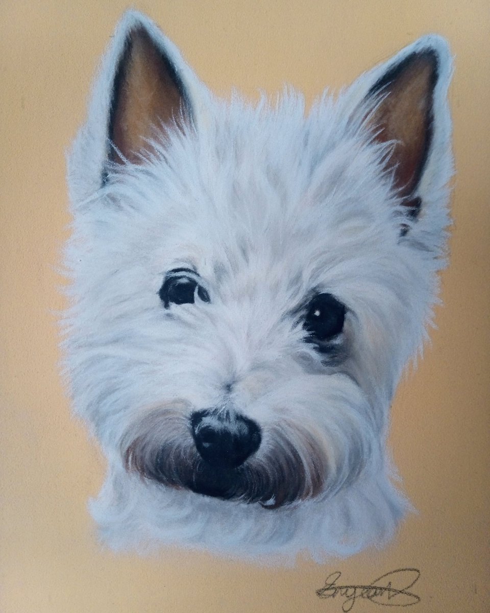 JeanPortraits's tweet photo. The beautiful Daisy #westie #Dog #DogsofTwittter #portraitdrawing https://t.co/1JHdKHUvMH