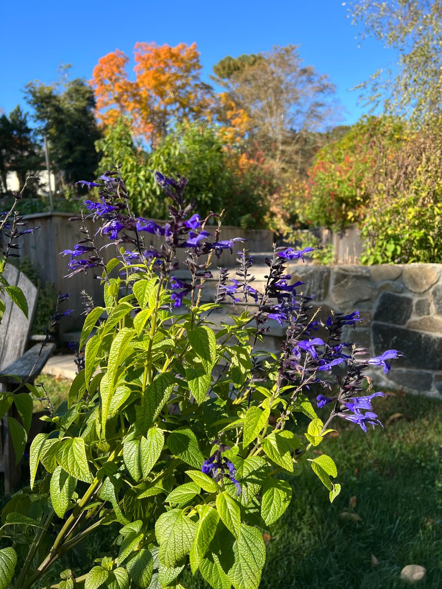 🍁 There is no shortage of color these days at the Bartlett 😍

#bartlettarboretumandgardens #stamfordct #stamford #fallfoliage #fallblooms #october #gardens #getoutside #gardenlover #natureismyhappyplace #203local