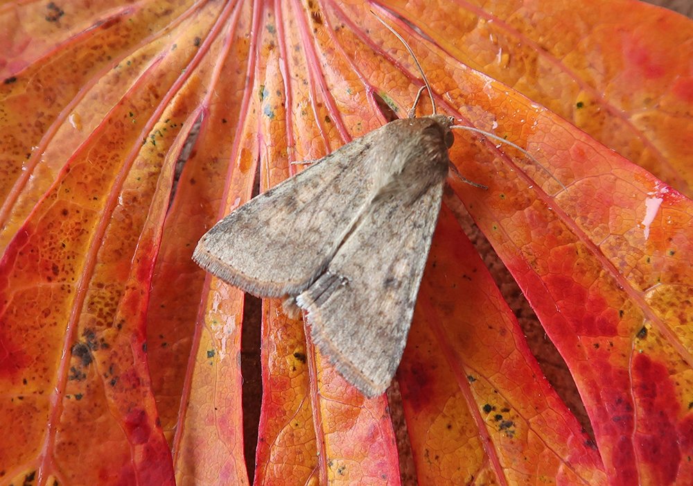 A good night for migrants in Hazel's garden in Tintern (VC35), with Vestal (sacraria), 2 White-point (albipuncta) - new to the site & Scarce Bordered Straw (armigera) recorded. Also a tatty Clifden Nonpareil (fraxini) & what must be an odd Flounced Chestnut (A. helvola).