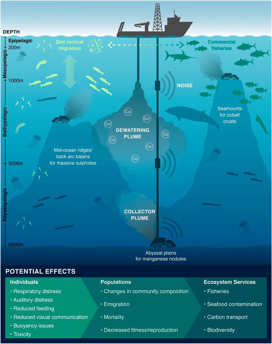 What is deep-sea mining and how could it affect marine #biodiversity and ecosystems? Our Issues Brief explains. ➡️ bit.ly/3ORd6wQ #DeepSea