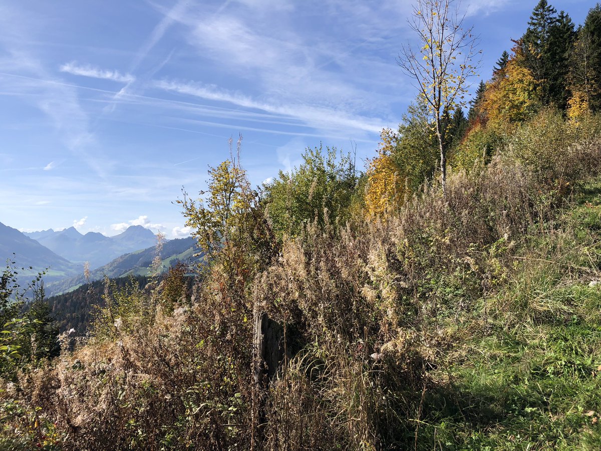 alpe2000ch's tweet photo. De belles couleurs automnales qu’il faut apprécier en randonnée toute affaire saissante. https://t.co/dgkD5NaicD