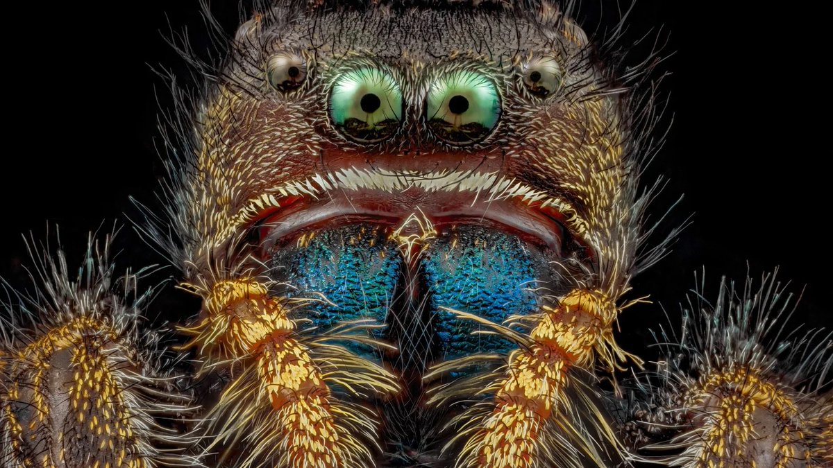 Raise your hand if you're afraid of ants now! This is a picture of an ant's face taken for the Nikon's Small World Photomicrography competition and it's terrifying. Meanwhile the spider looks like a cuddly goofball.
Check out the article for more: buff.ly/3COdcjQ