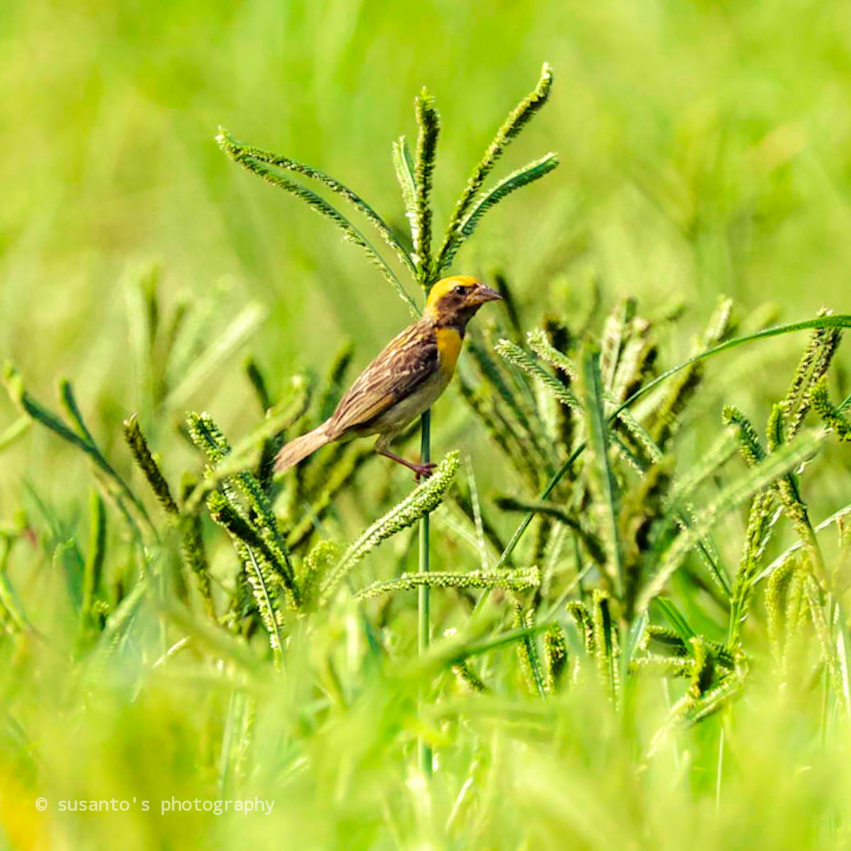 It's my time, in a milets field 
Baya Weaver Birds from Rajuguda,  Odisha.  India 
#birdphotography #IndiAves #birdseenin2022 <a href="/dfo_jeypore/">DFO Jeypore</a> @KoraputDfo <a href="/IndiAves/">IndiAves</a> <a href="/OrnithophileI/">Birds of India Rocky Singh</a>