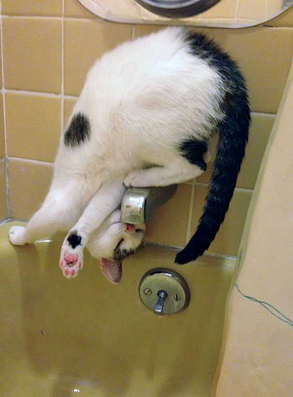 nocontextscats's tweet photo. I think my cat is broken https://t.co/MZ84boNQYI