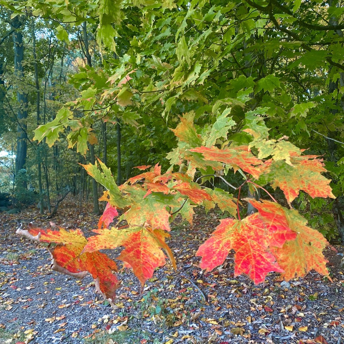 GOREPLACE's tweet photo. A beautiful autumn stroll on our grounds! With over 50 acres of history, nature, and walking trails, our Estate is the perfect place to watch the leaves change colors. Stop by from dawn until dusk!

🍁🍂 Tag us in your fall foliage photos! 🍁🍂 https://t.co/JvPbnUzJfU