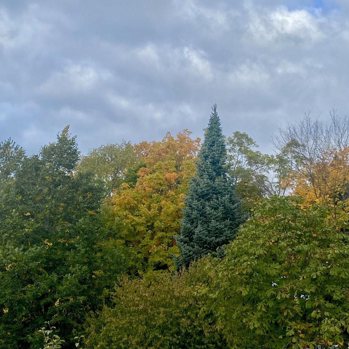 GOREPLACE's tweet photo. A beautiful autumn stroll on our grounds! With over 50 acres of history, nature, and walking trails, our Estate is the perfect place to watch the leaves change colors. Stop by from dawn until dusk!

🍁🍂 Tag us in your fall foliage photos! 🍁🍂 https://t.co/JvPbnUzJfU