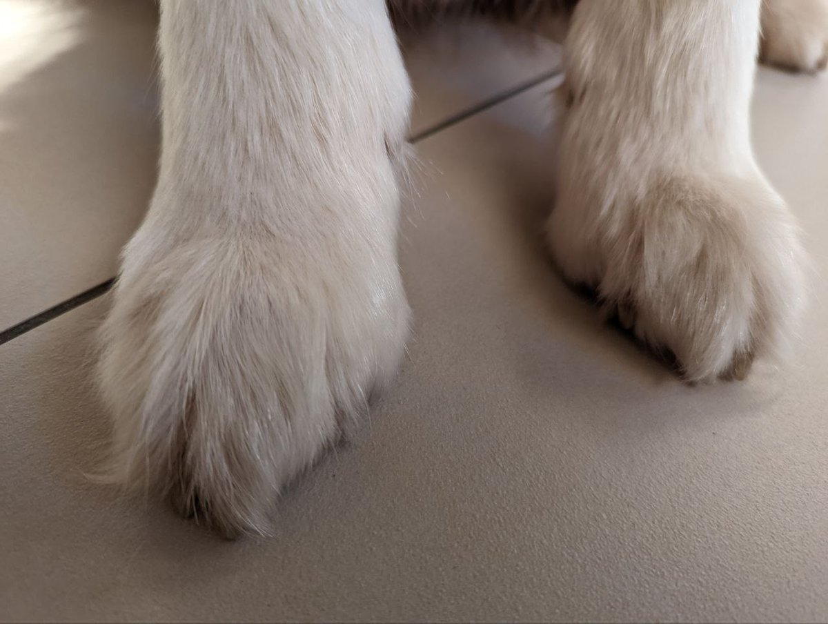 Frauchen sagt ich werde jetzt Pfotomodell. Wie hoch ist da die Bezahlung in Leckerlis? 
#pfote