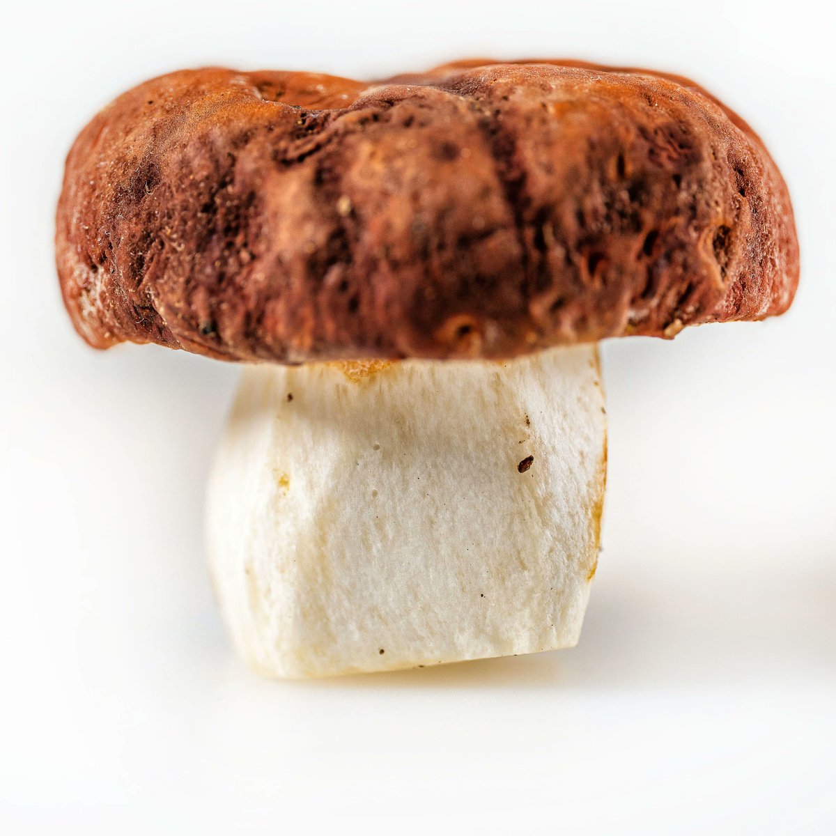 Rest_Calenric's tweet photo. Dels més deliciosos del bosc! ℂ𝔼ℙ! #texturesdebosc
#calenric #restaurantcalenric #valldebianya #estrellamichelin #michelinchef #michelinstar #guiamichelin #oad2022 https://t.co/wCol6uR0ok