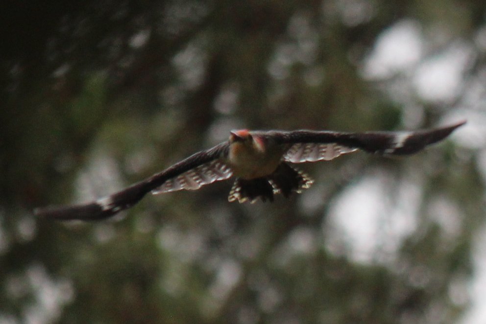 sputterfuss6's tweet photo. #bird #birdtwitter #photography #flight #woodpecker #cominatcha https://t.co/rRiNnWglsJ