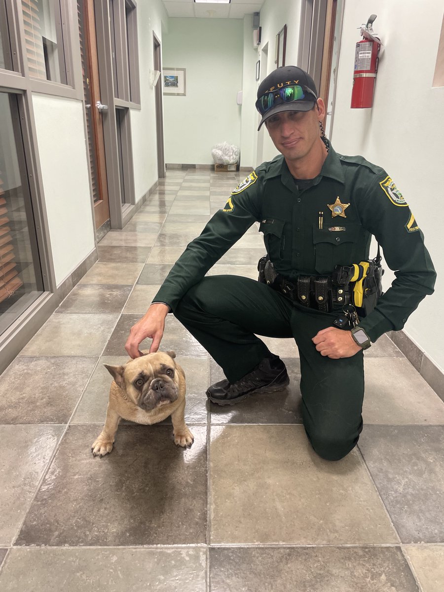 Upper Keys Deputy Jason Farr found this fella on the lam near High Point Road on Plantation Key. He's currently being detained with belly rubs at the Plantation Key Substation, 50 High Point Road, (305-853-3211) on charges of suspicion of being a rascal.