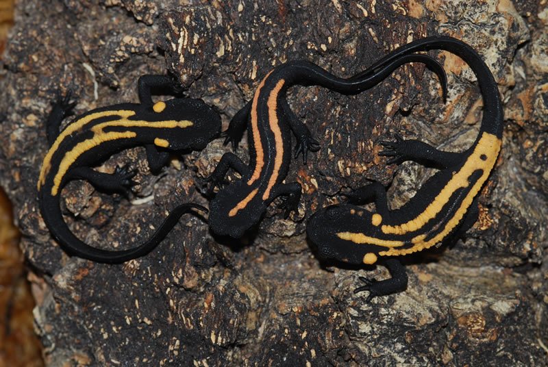 The stunning Laos warty newt is an endangered salamander, which is threatened by wildlife trading networks.