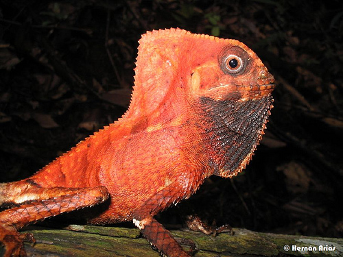 The amazing helmeted iguana from Central & South America.