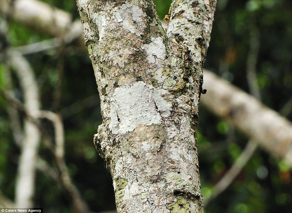 The mossy leaf tailed gecko is a master of disguise! Can you see it? (Photo Ferdy Christant)