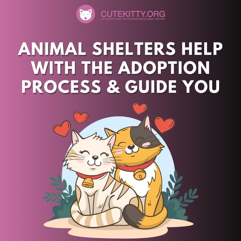 cutekittyorg's tweet photo. Let them know someone cares. Rescue the needy
.
.
.
.
.
.
#helpcat #catsonly #catsforever #catsforlife #catloversworld #catsarethebest #catsworld #catloversworld #cryptocurrencytrade #cryptocurrencyinvesting #cryptocurrencysolution #cryptocurrencyrevolut… https://t.co/xrhfqTTV5v https://t.co/fdur5rLTCx