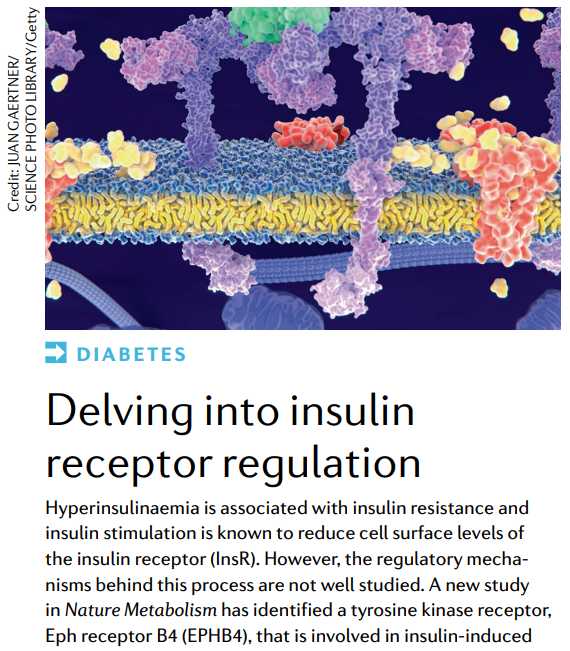 New online! A #ResearchHighlight delving into regulation of the #insulin receptor (£) go.nature.com/3eHlBxP